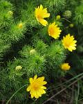 Adonis Vernalis